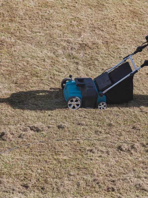 Scarifying lawn with a scarifier, Man gardener scarifies the lawn and removal of old grass