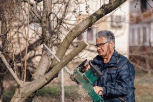 Senior gardener pruning fruit trees in winter using a chainsaw, with sawdust flying around