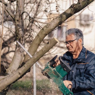 Senior gardener pruning fruit trees in winter using a chainsaw, with sawdust flying around