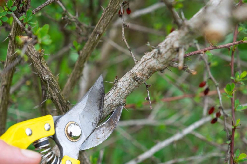 Pruning branches of the barberry bush with pruner shears in spring. The formation of the crown of a fruit trees, garden care. The gardener's hand is looking for a place to cut the branch correctly