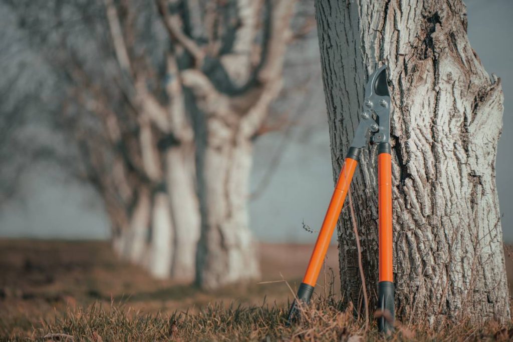 Telescopic ratchet bypass lopper leaning on to walnut tree in orchard, selective focus with copy space