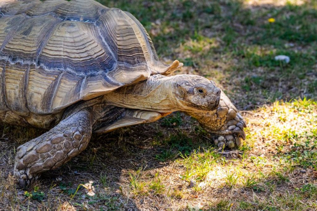Juvenile Sulcata tortoise eating fresh Bermuda grass safely in a garden